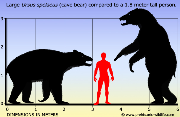 Polar Bear Size Chart